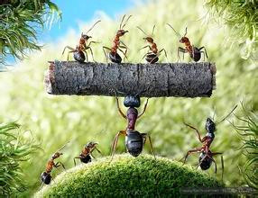 蚂蚁奋斗图片大全图片