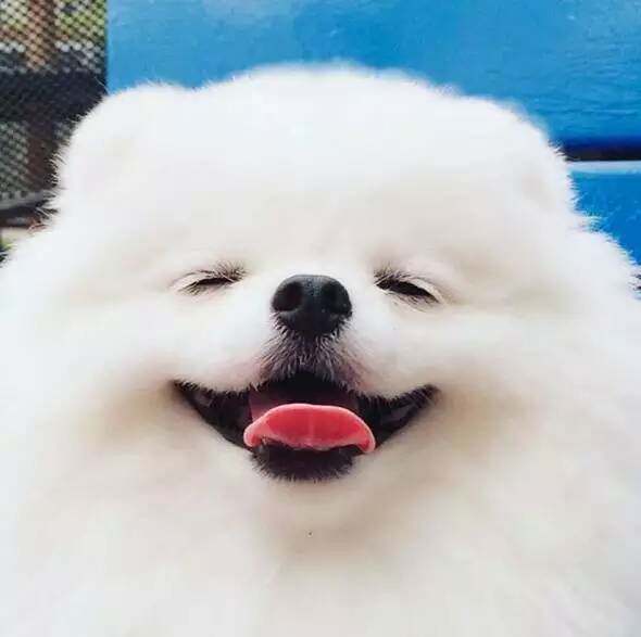 一件代发破碎豆腐猫沙宠物用品6l破碎猫砂可冲厕所结团包邮厂家