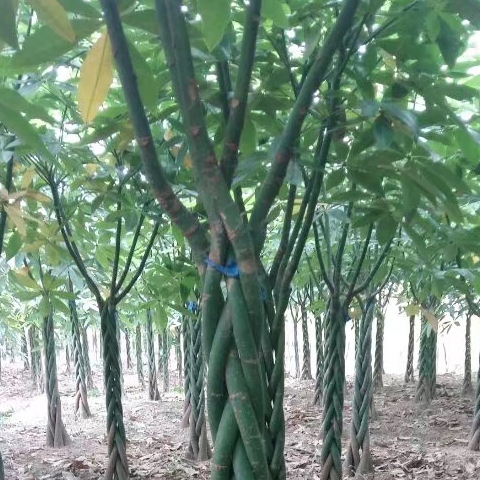 西瓜芒果我都爱