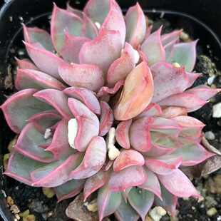 精致多肉玫瑰夫人三头群生随机发货