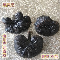 Black Ganoderma lucidum Meizhou Hakka Purple Ganoderma lucidum semi-wild Ganoderma lucidum short-handle prunomycetes 500 grams