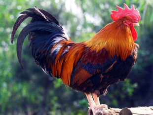 东莞市华泰电线电缆