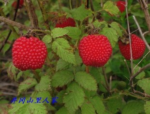 草莓种苗 空心泡 悬钩子 野草莓 泡子.阳台观赏