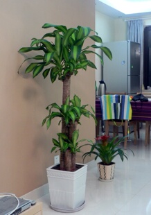巴西木步步登高 大型盆栽绿植花卉植物 净化空气除甲醛除污染