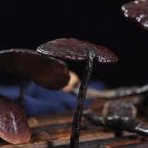 Yunnan deep mountain bamboo Ganoderma lucidum pick natural long neck wild small red Ganoderma lucidum Purple Ganoderma Lucidum Premium 250g