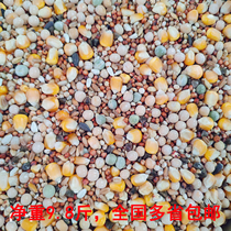 Pigeon food 10 catty net weight 9 8A grade corn nutrition Saifei feed letter Ornamental pigeon food Bird food