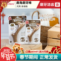 PET INN HERE GiGwi is expensive for dogs grinding teeth toys wood plastic antlers bite-resistant playing with pet toys