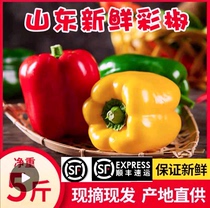 （顺丰）新鲜圆椒五彩椒菜椒圆椒绿色七彩甜椒 灯笼椒红椒黄椒5斤