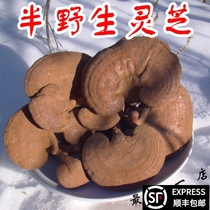 Pruned semi-wild red Ganoderma Lucidum Red Zhi pure natural with spore powder Premium planting 500g one catty pack