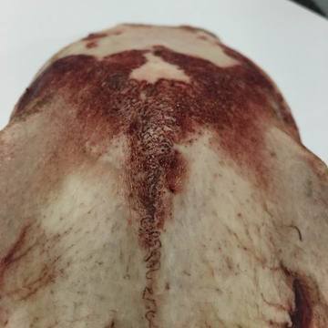 三界牌原料,鹿天灵盖头骨,三界雕刻挂坠,梅花马鹿头骨