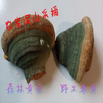 Fir bulk Changbai Mountain specialty wild fungus wild Phellinus splinter 50 yuan a catty
