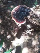 Wild Ganoderma lucidum pruning original form Ganoderma lucidum spore powder Ganoderma lucidum without sulfur drying 500g