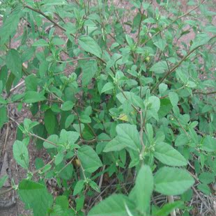 新鲜现采黄花地桃花 白背黄花稔 黄花母 地膏药 拔毒散 500克顺丰