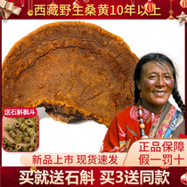 Authentic Tibetan wild Mulberry Mulberry spp. Ganoderma lucidum whole flower 250g autonomous region Non-500g strain