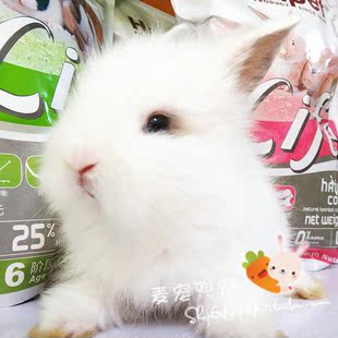 垂耳兔 猫猫兔 侏儒兔 纯实物拍摄 想看兔妈的来店里看看吧