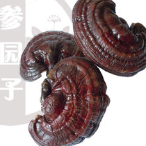 (Shenyuanzi) Northeast specialty Changbai Mountain semi-wild purple ganoderma lucidum in bulk