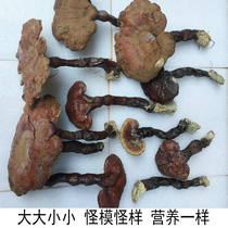  Pure wild Ganoderma lucidum Authentic bitter red Ganoderma Lucidum natural premium 250g half catty Red Ganoderma lucidum 100%