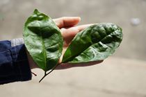 (Tea Xiaoyin)Yongchun Bergamot transformed for a year old fir only got more than ten kilograms (100g) for the first time in the wilderness of the Yongchun Bergamot