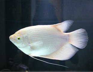 招财鱼白招财黄金梅花战船财神热带鱼观赏鱼中大型混养鱼活体包邮