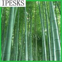 Free shipping  Fresh giant moso bamboo seeds for DIY home G