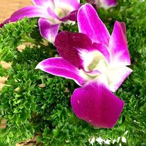 Dining pendulum disc decorated with flower and grass fresh poplar orchid Dutch cress Combo Celery Ocean Orchid Hot Pot Hotel Western Meal