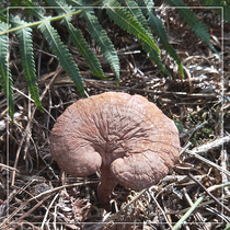 Dong Township semi-wild pruned Ganoderma lucidum with spore powder soaked in water wine Ganoderma lucidum 250g fine packaging
