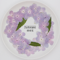 Orchid broccoli original color natural pink purple hydrangea embossed plant specimen glue mobile phone shell DIY handmade material