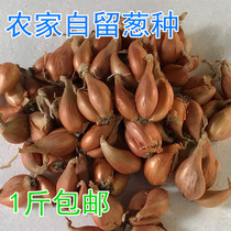 苏北农家新鲜红葱头种子盆栽干小葱头火葱种子香葱头熬油葱酥500g