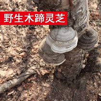 Ganoderma lucidum wild natural deep mountain wild Ganoderma lucidum Yunnan Wild Wood hoof Ganoderma lucidum Wood hoof layer hole fungus Linzhi