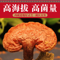 Tibet wild Ganoderma lucidum wild dry goods Linzhi specialty Ganoderma lucidum 250g