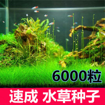 Lazy water grass entry-level aerobic freshwater four-season fish tank decoration simulation