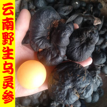 Yunnan Wild Wulingshen chicken mushroom egg Lei Zhenzi chicken Poria hanging Admiralty Wulingshen charcoal stick 50g