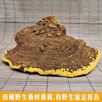 Tibet pure wild mulberry Phellinus igniarius Ganoderma lucidum value must be an integer in the flower Mulberry ear huang zhi sparkling wine tea 250g sectionable powder dry