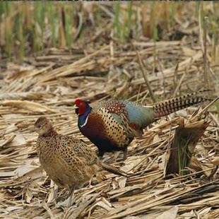 农家散养 鲜活七彩野山鸡老公雉鸡 非土鸡 野鸡活体 包活鸡到家