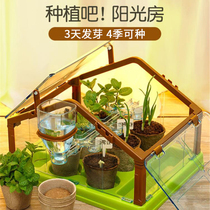 Koanswer Duck Children Cultivation Yang Guang Room Elementary School Students Science Experimental Seed Plant Growth Observation Box Toys