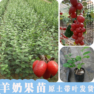 羊奶果苗羊奶果树苗嫁接甜胡颓子苗当年结果南方北方种盆地栽包邮