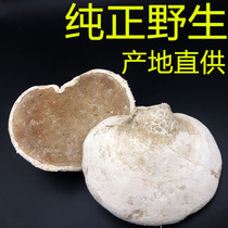 (Source Baozheng) Changbai Mountain wild Ganoderma lucidum Yuzhi Birch stripping tube bacteria dry product 250g