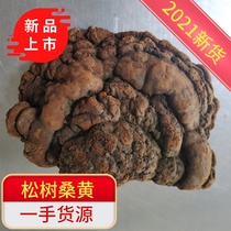 Phellinarius Ganoderma lucidum wild large Phellinus natural super needle layer 500g tea brewed tea