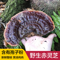 Changbai Mountain wild Ganoderma lucidum slices fresh sessile spore powder special Linzhi soup soak wine Tea