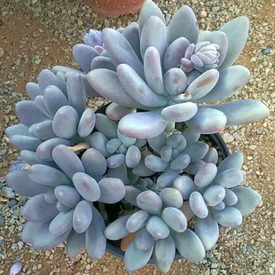 多肉博士 多肉白美人老桩群生 现场拍照挑选 一物一拍 云南大棚