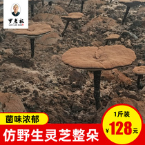 Gannan Xunwu County Laoluo boss semi-wild Ganoderma lucidum a catty full Linzhi Ganoderma Tea Gift Box 500g