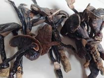 Whole branch Yunnan black lingzhi wild 500g catty of wild lingzhi black lingzhi wild black cheese