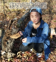 Wild Ganoderma lucidum tree tongue Ganoderma lucidum Changbai Mountain Wild Qingzhi Linzhi Selected Dry Goods 500g