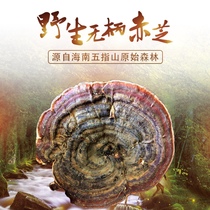 Hainan Wuzhishan Deep Mountain Wild Ganoderma lucidum Ganoderma lucidum unhandled Hongzhi 500g dry goods