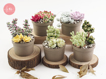 Hand rhyme paper (fleshy potted) material package DIY three-dimensional eternal flower plant handmade finished product set