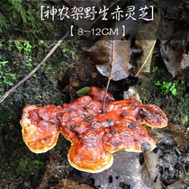 Shennongjia alpine natural wild Ganoderma lucidum diameter 8-12cm super pure wild Linzhi 250g