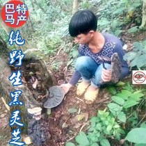 Guangxi Bama deep mountains pure wild black Ganoderma lucidum purple Ganoderma 500g 10cm to 15cm