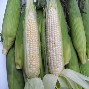 甜糯玉米5斤白色小玉米棒高山种植7号粘甜玉米新鲜先付款后采摘