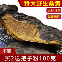 Tibetan mulberry yellow wild old mulberry fungus extra large whole ganoderma lucidum mulberry parasitic Huangzhi 500g can be sliced to make tea