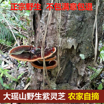 Authentic pure wild Ganoderma lucidum Guangxi Jinxiu Dayaoshan Zi Ganoderma Linzhi whole flower can be sliced powder 250g bag